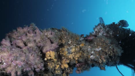 Scuba-Diver-Vista-única-Nadando-Alrededor-De-Una-Maravillosa-Estructura-De-Arrecife-Artificial-Bajo-El-Agua