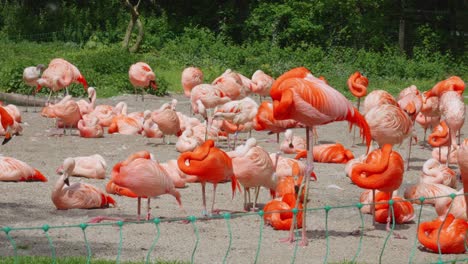 Große-Gruppe-Flamingos-Im-Zoologischen-Garten