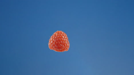 A-single-raspberry-suspended-against-a-blue-screen-slowing-spinning