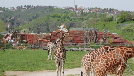 Gruppe-Von-Giraffen-Im-Gehege-Des-Zoologischen-Gartens-In-Prag,-Tschechische-Republik