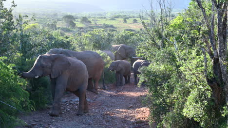 African-elephant-herd-walking-in-line-in-woodland-towards-camera,-backlit