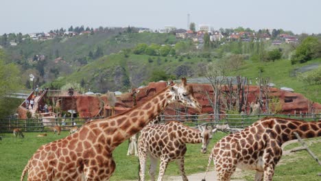 Jirafas-Dentro-Del-Recinto-Del-Jardín-Zoológico-En-Praga,-República-Checa