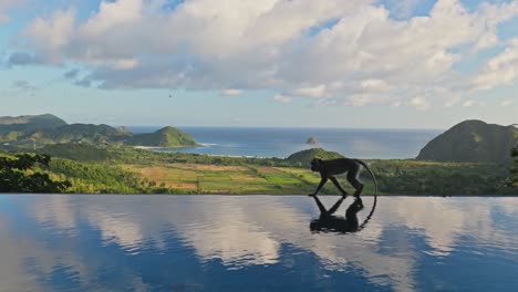Monkey-walking-along-edge-of-infinity-pool-of-luxury-villa-in-Asia