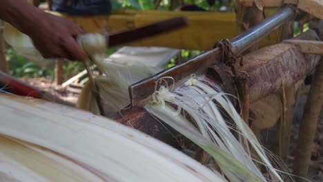 Close-up-4k-shot-of-young-male-farmer-stripping-abaca-fibers-on-a-serrated-knife-at-harvesting-site-in-Virac,-Catanduanes