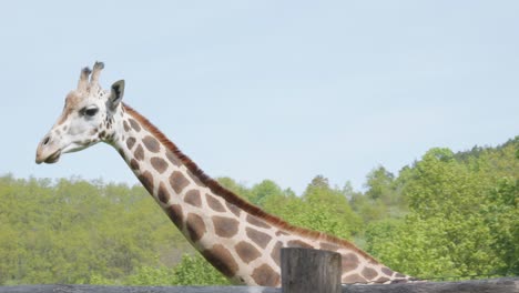 Giraffe-Läuft-Gegen-Grünen-Wald-Im-Park-Des-Zoos