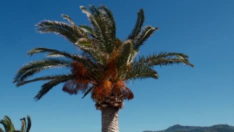 4K-palm-shot-in-Crete,-Greece
