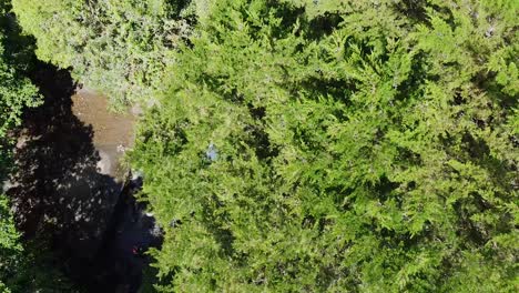 driving-ford-bronco-between-trees-the-forest,-all-terrain