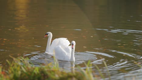 Un-Par-De-Elegantes-Cisnes-Blancos-Acicalándose-En-Las-Aguas-Poco-Profundas-Del-Lago