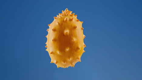 Levitating-Horned-Melon-Spinning-in-Mid-Air-Against-a-Blue-Studio-Background