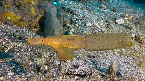 close-up-shot-of-robust-ghost-pipefish-hovering-over-sandy-bottom-with-some-rubble-and-algae