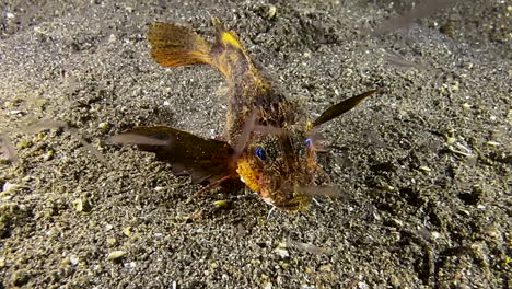 Rough-head-sting-fish-feeding-on-plankton-during-night-next-to-sandy-seabed