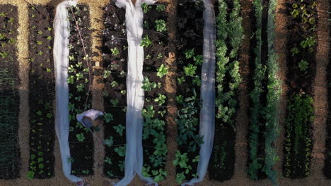 Gärtner-Bewässert-Junge-Pflanzen,-Die-In-Fruchtbarem-Gemüsebeet-Wachsen,-Luftaufnahmen