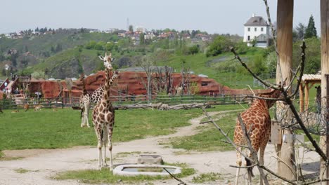 Grupo-De-Jirafas-En-El-Parque-Del-Jardín-Zoológico-En-El-Zoológico-De-Praga,-República-Checa