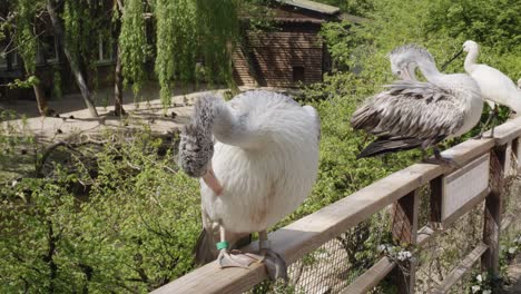 Pelícanos-De-Pico-Puntual-Arreglando-Plumas-En-El-Parque-De-Vida-Silvestre-En-El-Zoológico-De-Praga,-República-Checa