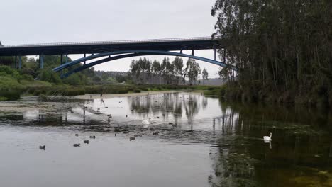 Un-Par-De-Cisnes-Con-Muchos-Patos-Deslizándose-En-El-Río