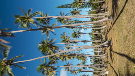 Kokospalmen-Werfen-Schatten-Wie-Eine-Sonnenuhr-Auf-Einer-Milden-Tropischen-Insel-–-Vertikaler-Zeitraffer