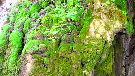 A-beautiful-formation-of-moss-on-the-rock-wall-with-water-streaming-down-toward-the-ground