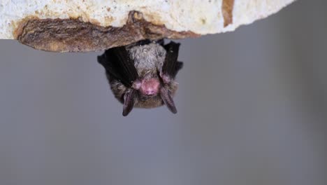 Hanging-on-the-roof-of-the-cave-while-sleeping,-Kitti’s-hog-nosed-bat,-Bumblebee-bat,-Craseonycteris-thonglongyai