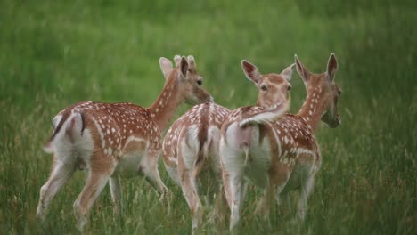 Deer-does-grazing-close-to-each-other