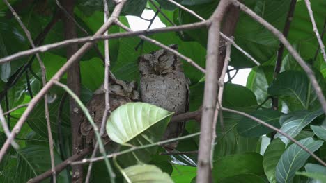 Slightly-opening-its-eyes-while-sleeping-on-a-tree,-Collared-Scops-Owl,-Otus-lettia,-Thailand