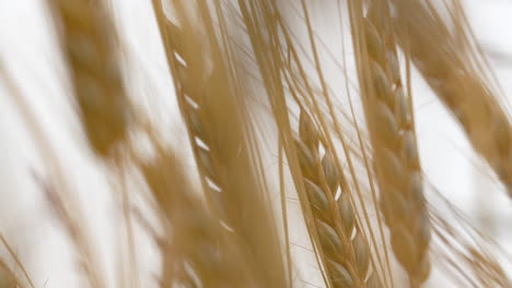 Macro-close-up-of-swaying-Wheat-Grain-Crop-and-Corn-on-golden-farm-field-in-sunlight