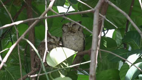 Zooming-out-a-pair-of-Collared-Scops-Owl-resting-on-a-tree-during-daytime,-Otus-lettia,-Thailand