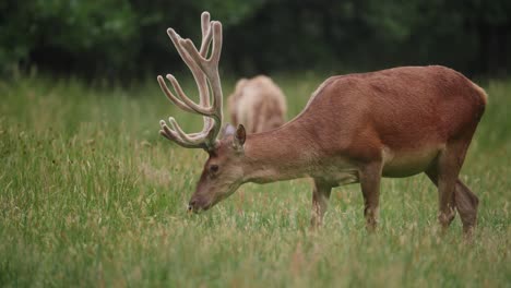 Deer-buck-with-big-antlers-grazing-in-Farran-Park-Cork-Ireland