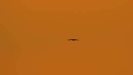 Silhouette-Eines-Adlervogels,-Der-Bei-Sonnenuntergang-Am-Orangefarbenen-Himmel-Fliegt