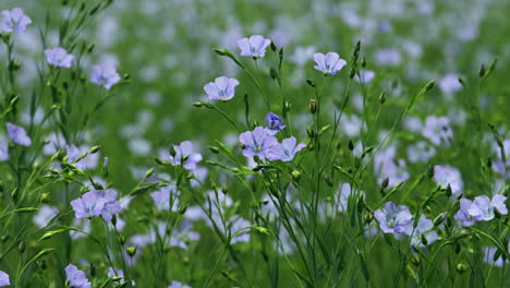 Un-Campo-De-Cultivo-De-Lino-Azul-En-Worcestershire,-Inglaterra