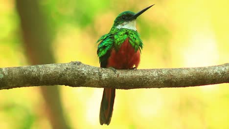 Rufous-tailed-jacamar-tropical-bird-on-the-lookout-for-flies-to-feed