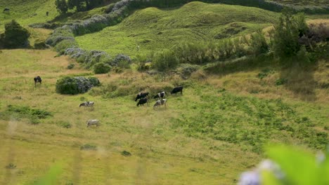 Cows-browsing-at-the-hills-of-San-Miguel-Island-of-the-Azores,-Portugal-with-hortensia-flowers-in-the-foreground