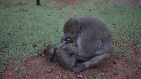 Japanischer-Affe-Sucht-Nach-Käfern-In-Einem-Affenbaby