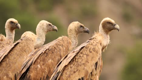 Griffon-vultures-gathered-in-a-line,-close-up