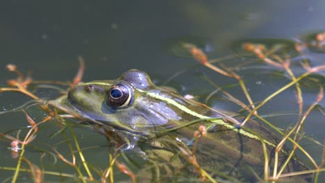 Close-up-shot-of-wild-frog-relaxing-in-water-of-lake-with-eyes-checking-area---Rana-temporaria