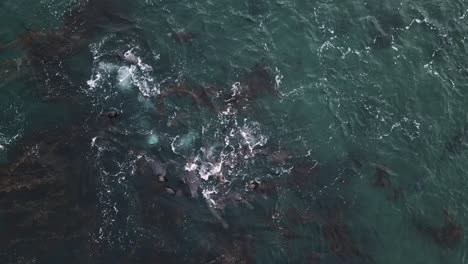 Luftaufnahme-Von-Seelöwen,-Die-Zwischen-Algen-In-Patagonien-Schwimmen