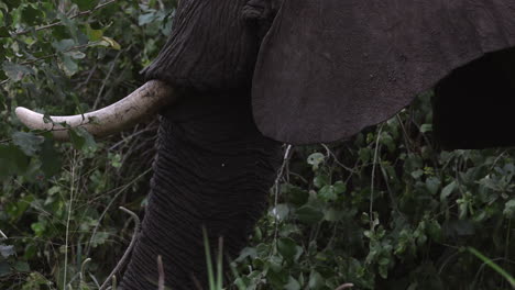Close-up-of-an-elephants-mouth-whilst-it's-eating-leaves-in-Tanzania,-Africa