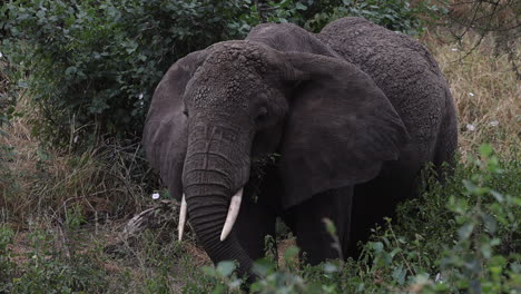 Elefante-Parado-Entre-Plantas-Comiendo-Hojas-En-Tanzania,-áfrica