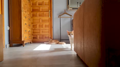 Süße-Katze-Streckt-Ihren-Kopf-Hinter-Einem-Braunen-Sofa-Hervor,-Morgenlicht-Kommt-Durch