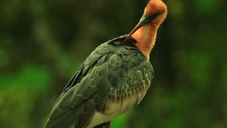 Buff-necked-orangish-ibs-scratching-its-feathers-with-sharp-beak