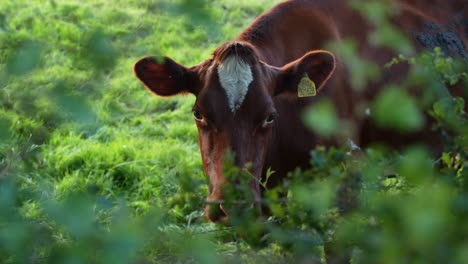 Close-up-of-brown-cow-standing-in-a-grassy-field,-in-the-English-countryside