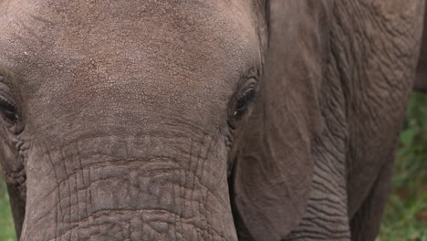 Close-up-of-an-elephants-face-in-Tanzania,-Africa