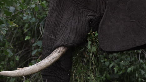 Slow-moving-close-up-of-elephant-with-tusks-eating-leaves-in-Tanzania,-Africa