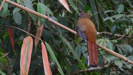 Female-Red-headed-trogon-perched-on-a-bamboo-twig-in-Khao-Yai-National-Park,-Harpactes-erythrocephalus