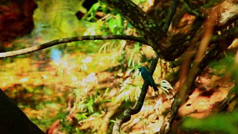 Exotischer-Blauer-Vogel-Im-Tropischen-Wald