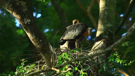 White-throated-ibis-couple-alerted-in-nest-about-their-surroundings