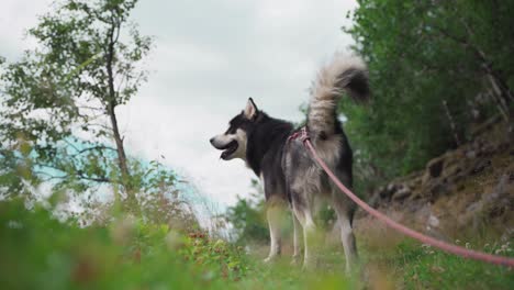 Alaskan-Malamute-Hund-Draußen-In-Der-Natur---Weit