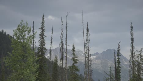 Mountains-behind-a-row-of-tall-trees-swaying-in-the-wind