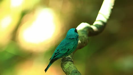 Swallow-tanager,-bird,-close-up,-Tersina-viridis,-perching-in-tree,-Swallow,-tanager,-Neotropic-birds,-cinematic,-bokeh,-close-shot,-bird,-colorful,-vivid,-telelens,-family-Thraupidae