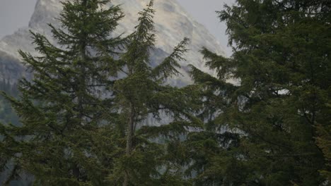 Blick-Durch-Bäume-Auf-Einen-Hohen-Berggipfel