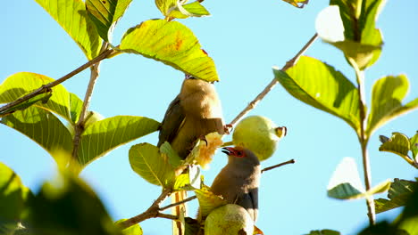Telephoto-upward-shot-of-two-red-faced-mousebirds-eating-guava-fruit-in-treetop